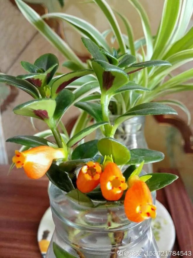 倒挂金钟的扦插:繁殖技巧与养护指南